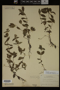 Image Associated With the Occurrence