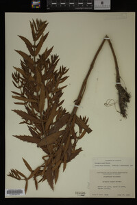 Image Associated With the Occurrence