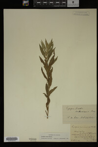 Image Associated With the Occurrence