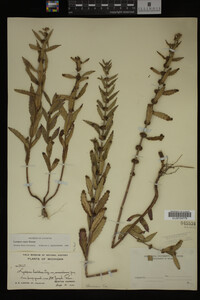 Image Associated With the Occurrence