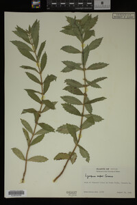 Image Associated With the Occurrence