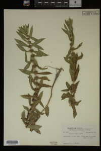 Image Associated With the Occurrence
