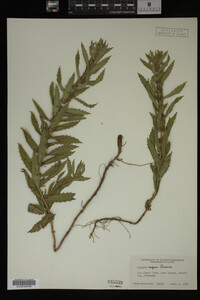 Image Associated With the Occurrence