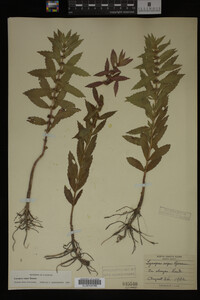 Image Associated With the Occurrence