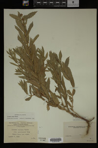 Image Associated With the Occurrence