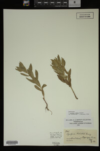 Image Associated With the Occurrence