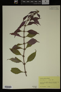 Image Associated With the Occurrence