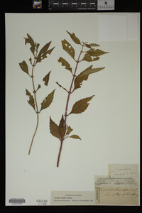 Image Associated With the Occurrence