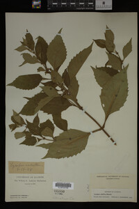 Image Associated With the Occurrence