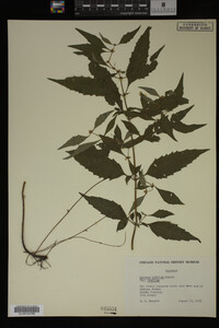 Image Associated With the Occurrence