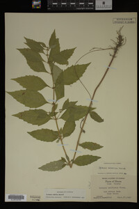 Image Associated With the Occurrence