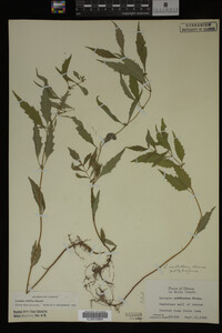 Image Associated With the Occurrence
