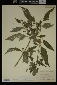 Image Associated With the Occurrence