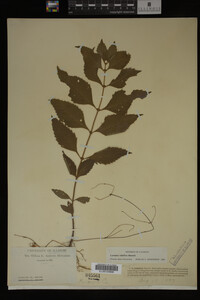 Image Associated With the Occurrence