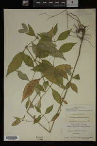 Image Associated With the Occurrence