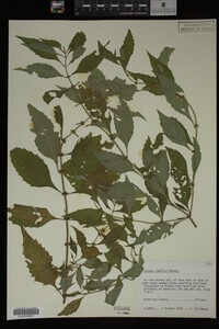 Image Associated With the Occurrence