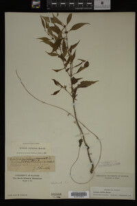 Image Associated With the Occurrence