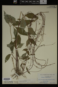 Image Associated With the Occurrence