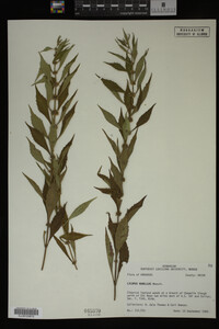 Image Associated With the Occurrence