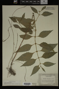 Image Associated With the Occurrence