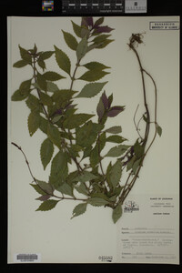Image Associated With the Occurrence