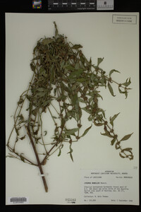 Image Associated With the Occurrence