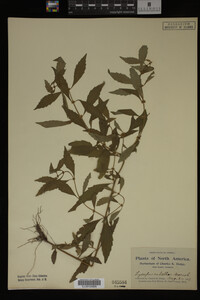 Image Associated With the Occurrence