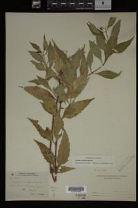 Image Associated With the Occurrence