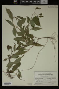 Image Associated With the Occurrence