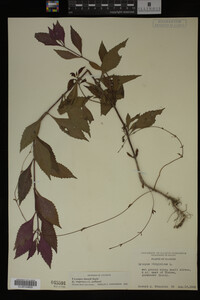 Image Associated With the Occurrence
