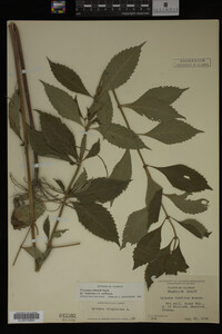Image Associated With the Occurrence