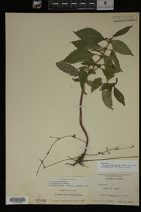 Image Associated With the Occurrence