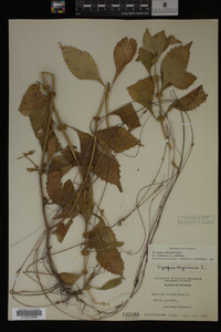 Image Associated With the Occurrence