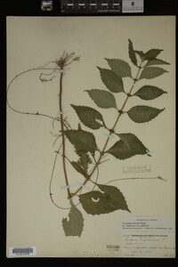 Image Associated With the Occurrence