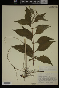 Image Associated With the Occurrence