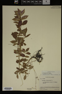Image Associated With the Occurrence