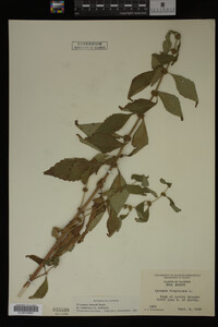 Image Associated With the Occurrence