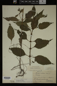 Image Associated With the Occurrence