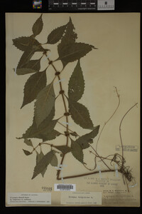 Image Associated With the Occurrence