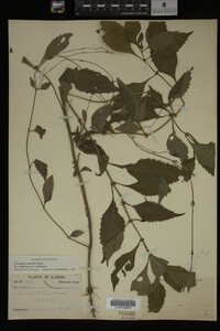 Image Associated With the Occurrence
