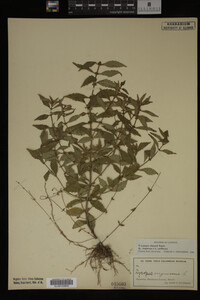 Image Associated With the Occurrence
