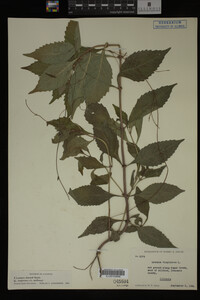 Image Associated With the Occurrence