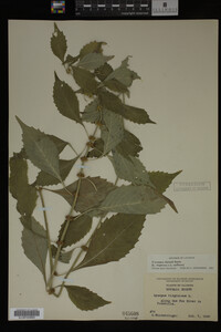 Image Associated With the Occurrence