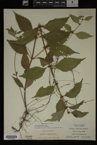 Image Associated With the Occurrence