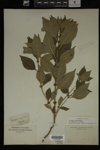 Image Associated With the Occurrence
