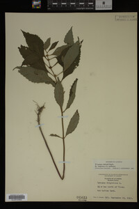 Image Associated With the Occurrence