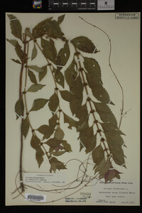 Image Associated With the Occurrence