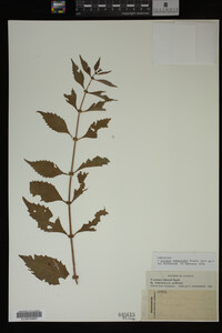 Image Associated With the Occurrence