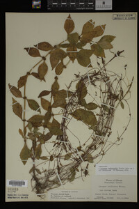 Image Associated With the Occurrence