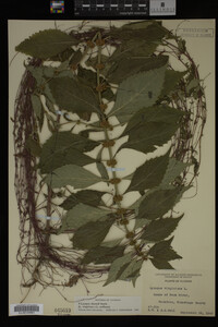 Image Associated With the Occurrence